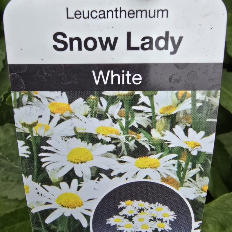 Leucanthemum White 2ltr