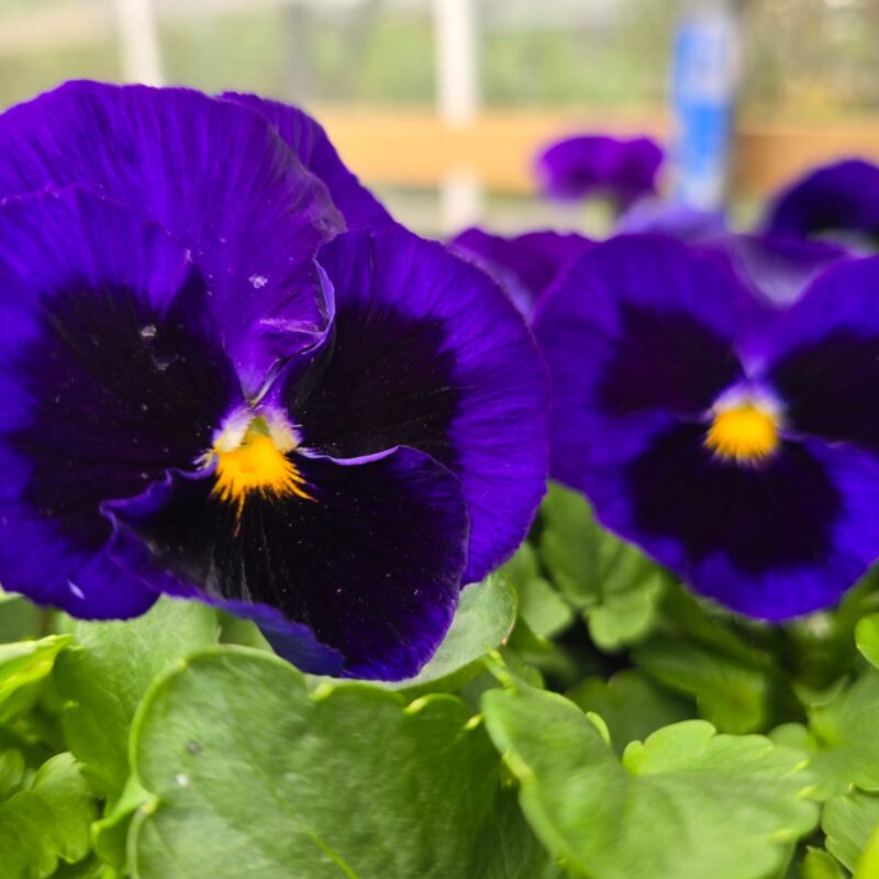 Pansy Blue 6 Pack
