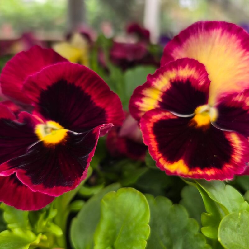 Pansy Burgundy 6 Pack
