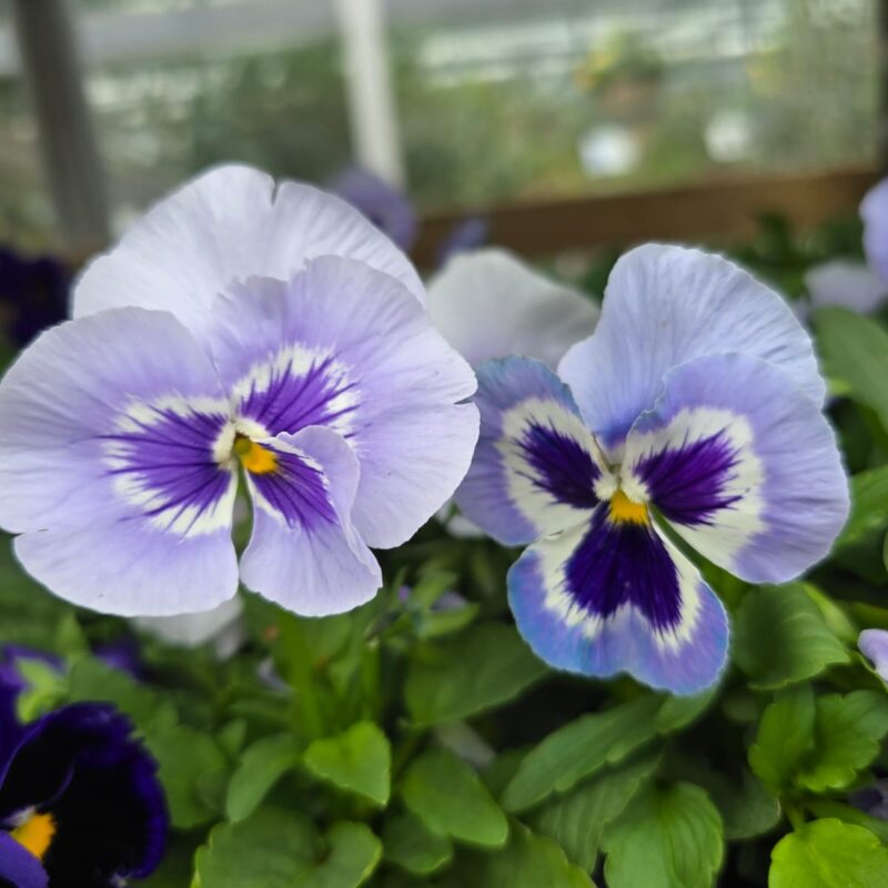 Pansy Light Blue 6 Pack