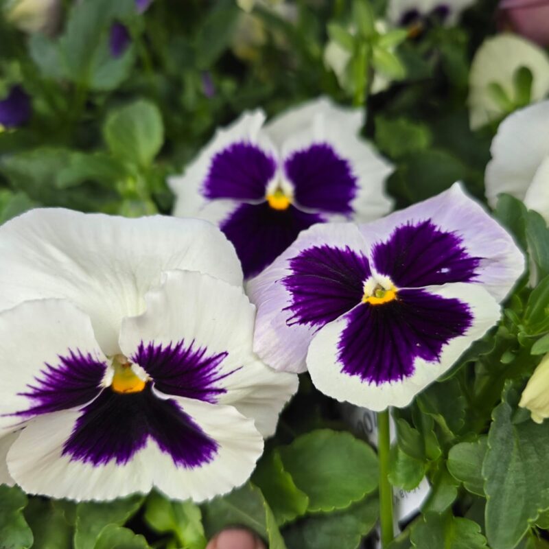 Pansy White 6 Pack