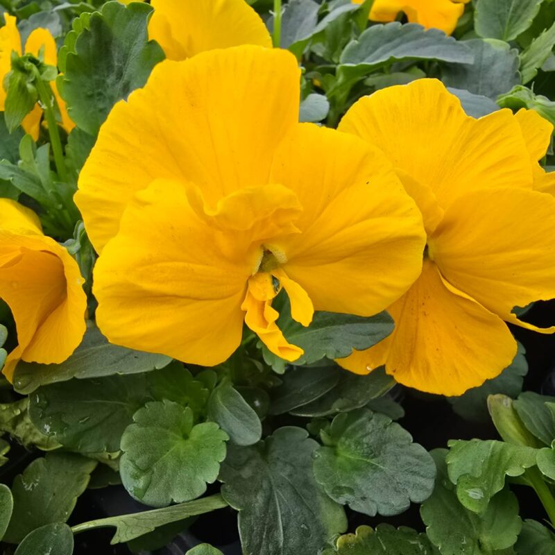 Pansy Yellow 6 Pack