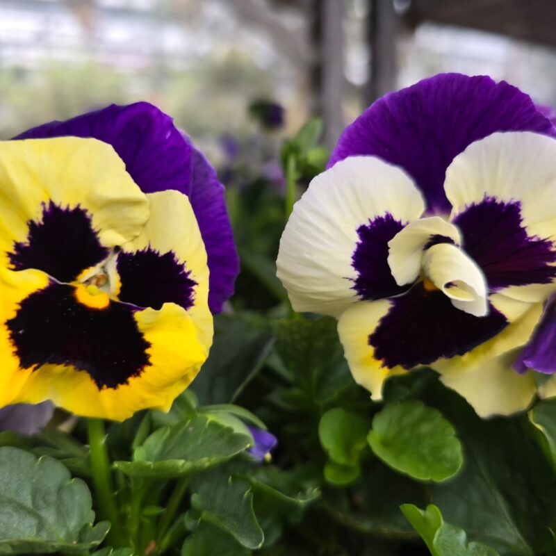 Pansy Yellow Wing 6 Pack