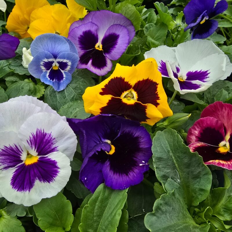 Pansy mix 6 Pack