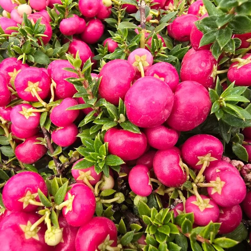 Pernettya Dark Pink 1ltr