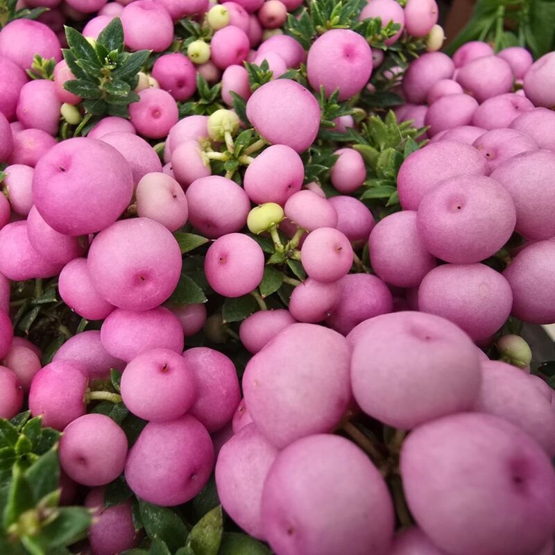 Pernettya Light Pink 1ltr Pot