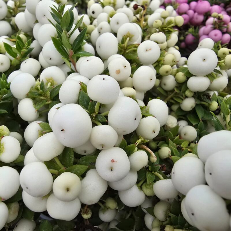 Pernettya White 1ltr