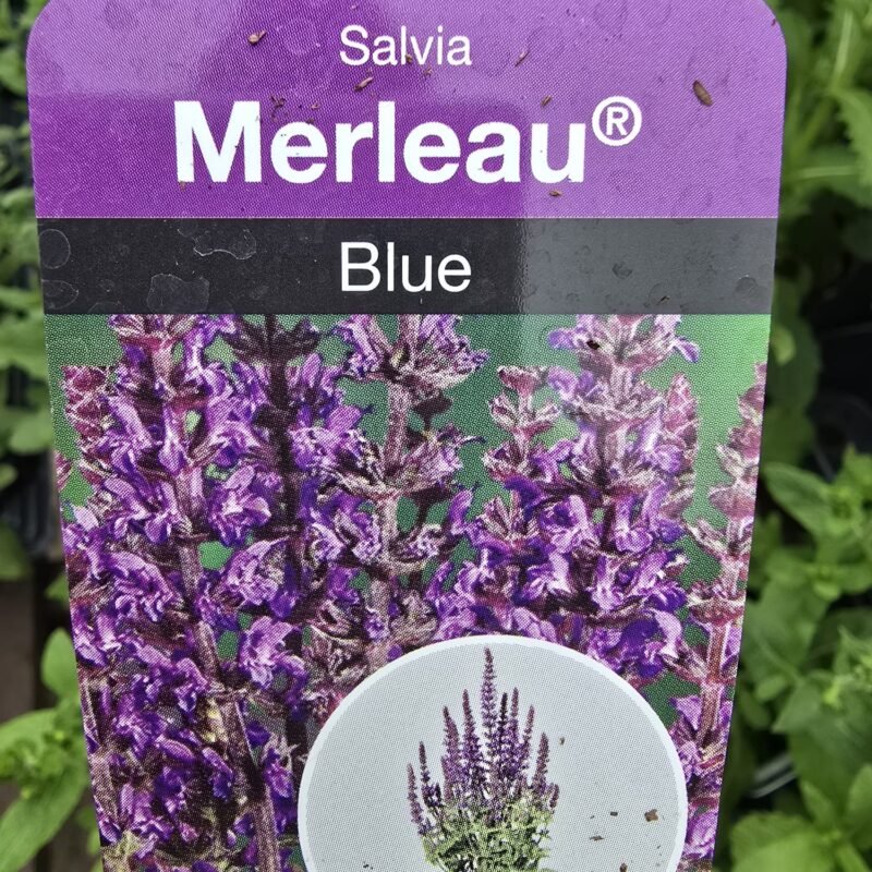 Salvia Blue 2ltr pot