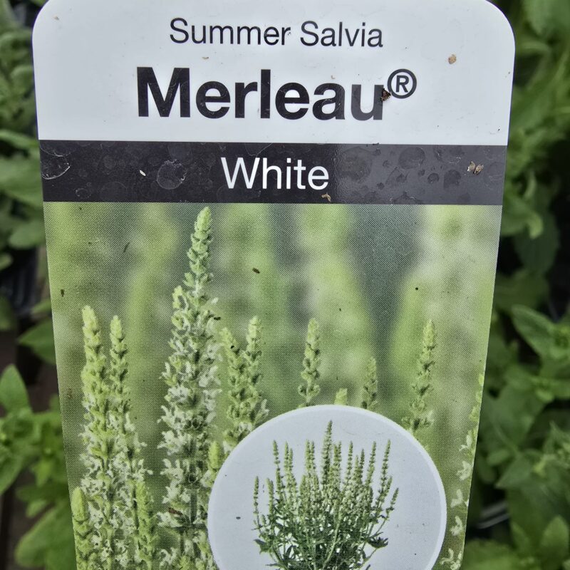 Salvia White 2ltr pot
