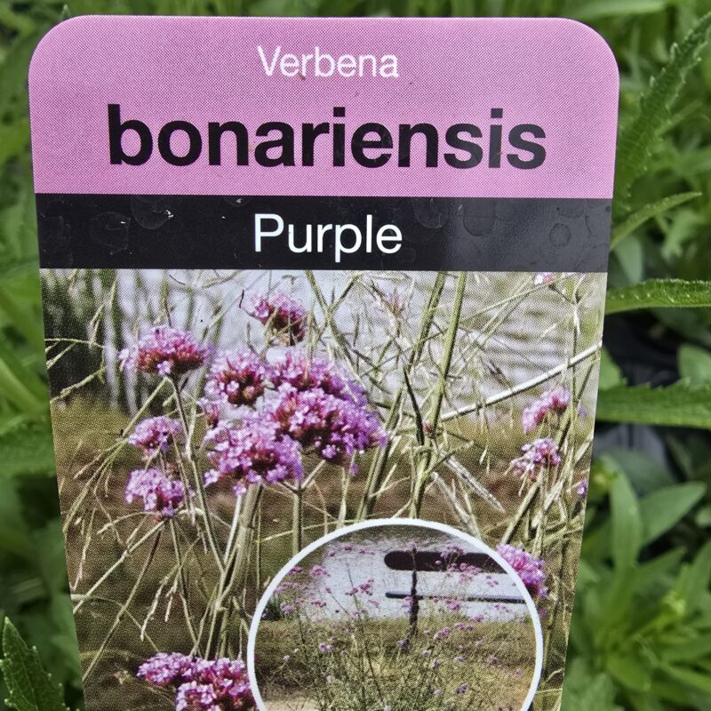 Verbena Purple 2ltr pot