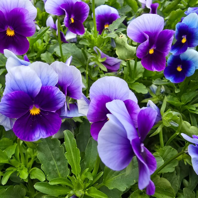 Viola Blue 6 Pack