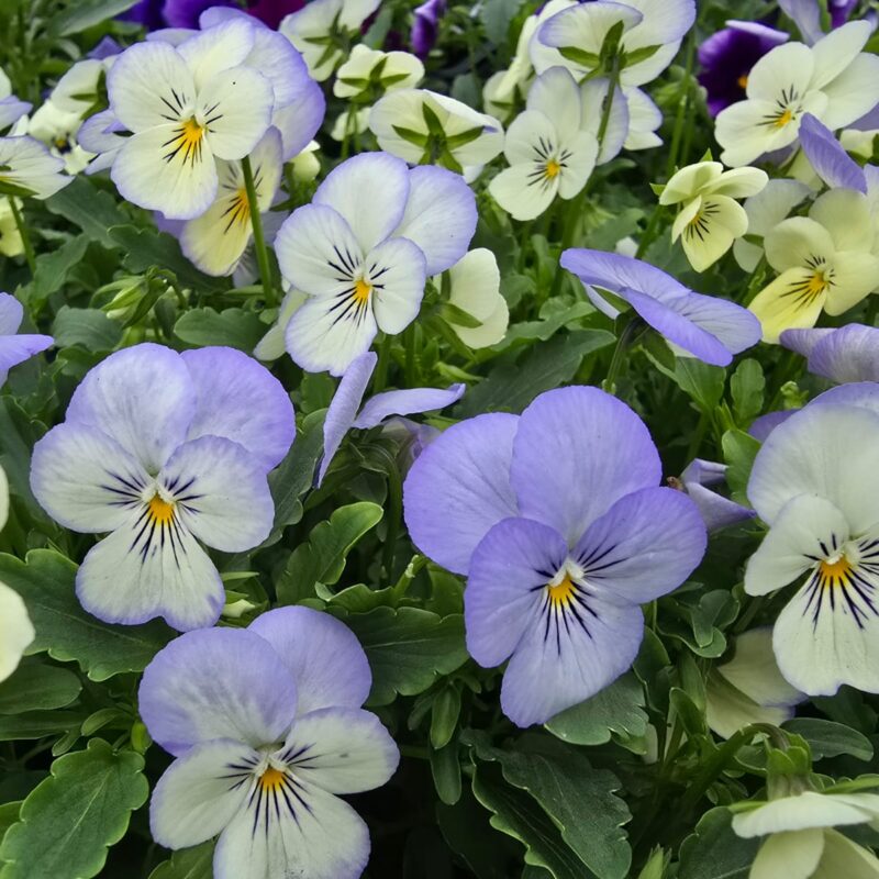 Viola Light Blue 6 Pack