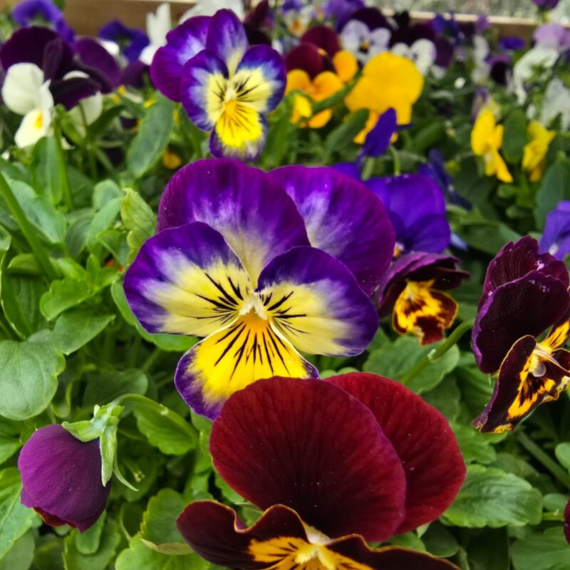 Viola Mix Colour 6 Pack