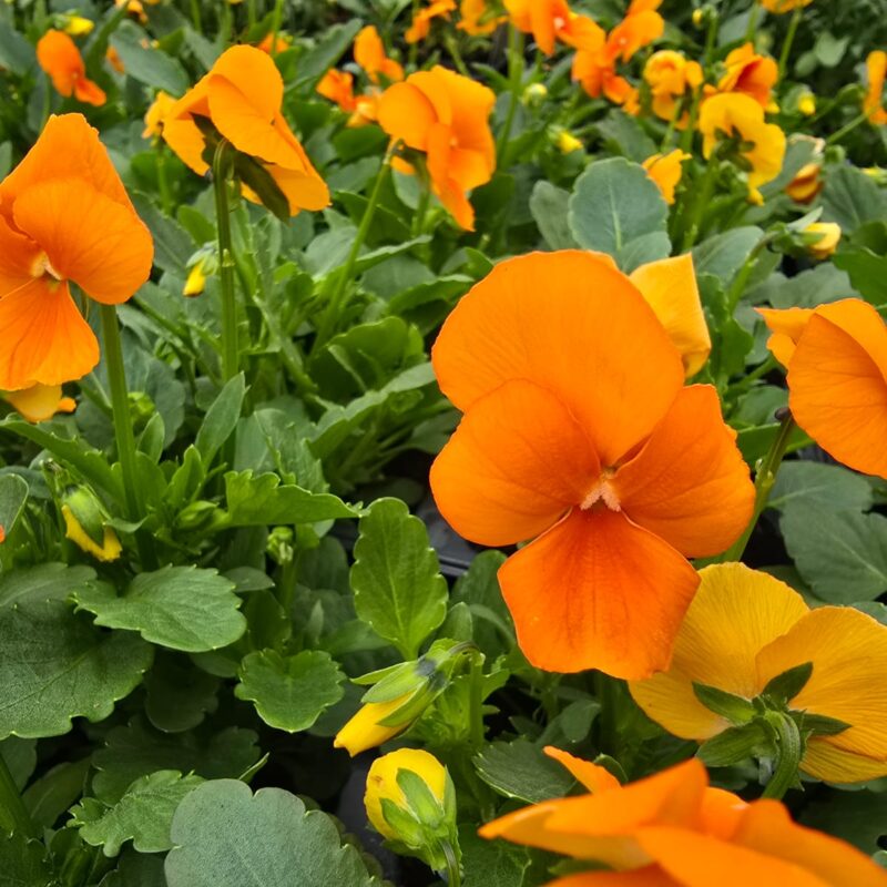 Viola Orange 6 Pack