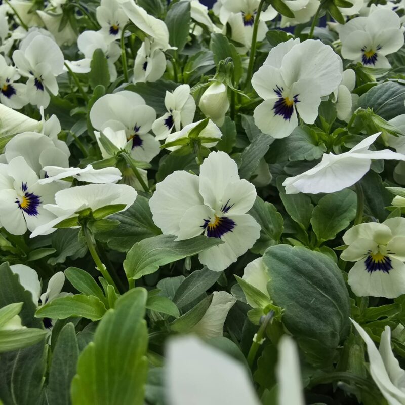 Viola White 6 Pack