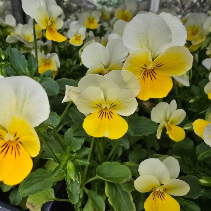 Viola White Yellow 6 Pack