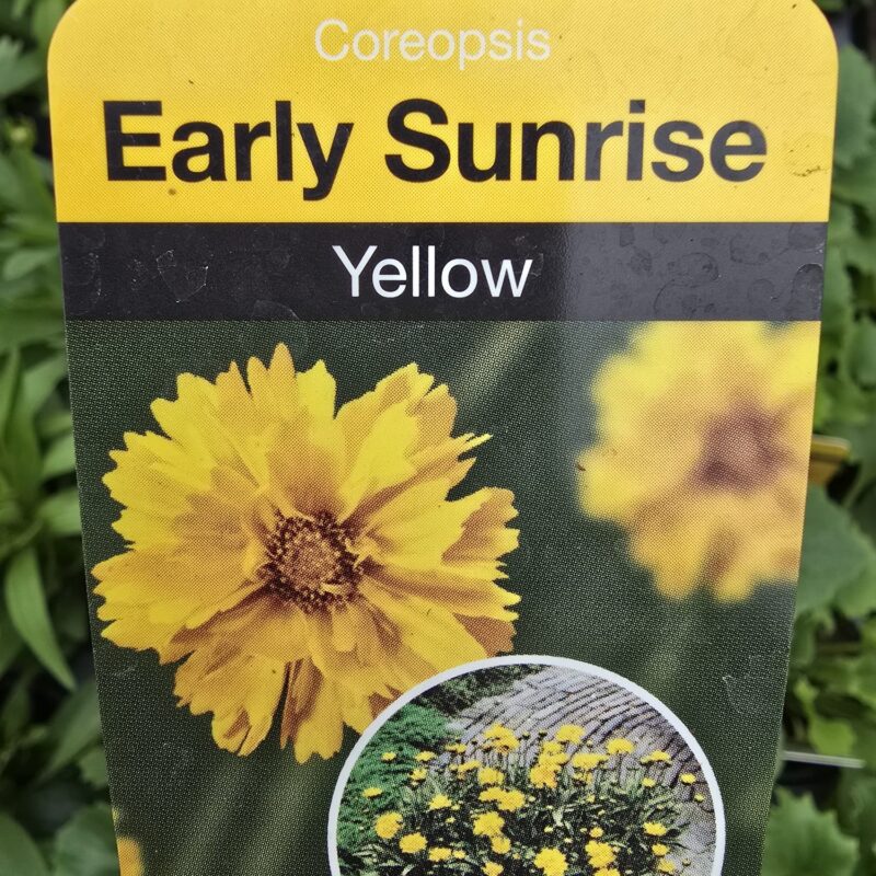 coreopsis Yellow 2ltr