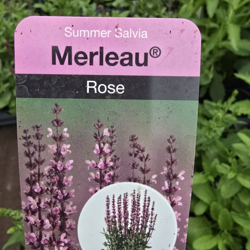 salvia rose 2ltr pot
