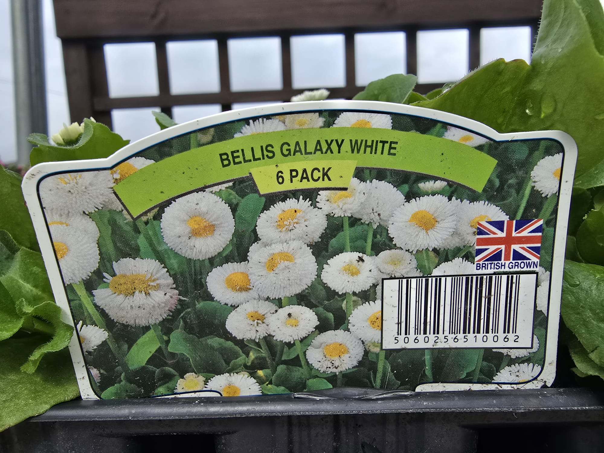 Bellis 5