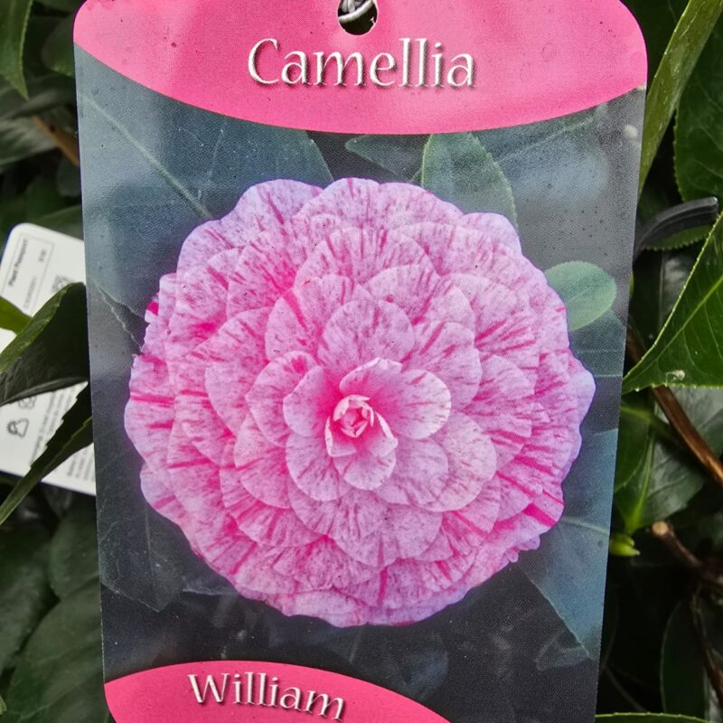 Camellia William bartlett 1ltr
