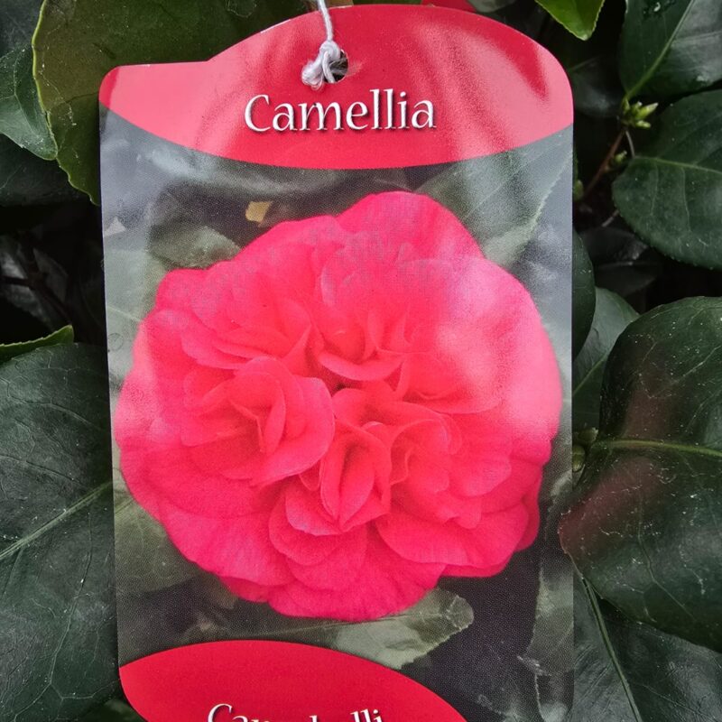 Camellia hagoromo 1ltr