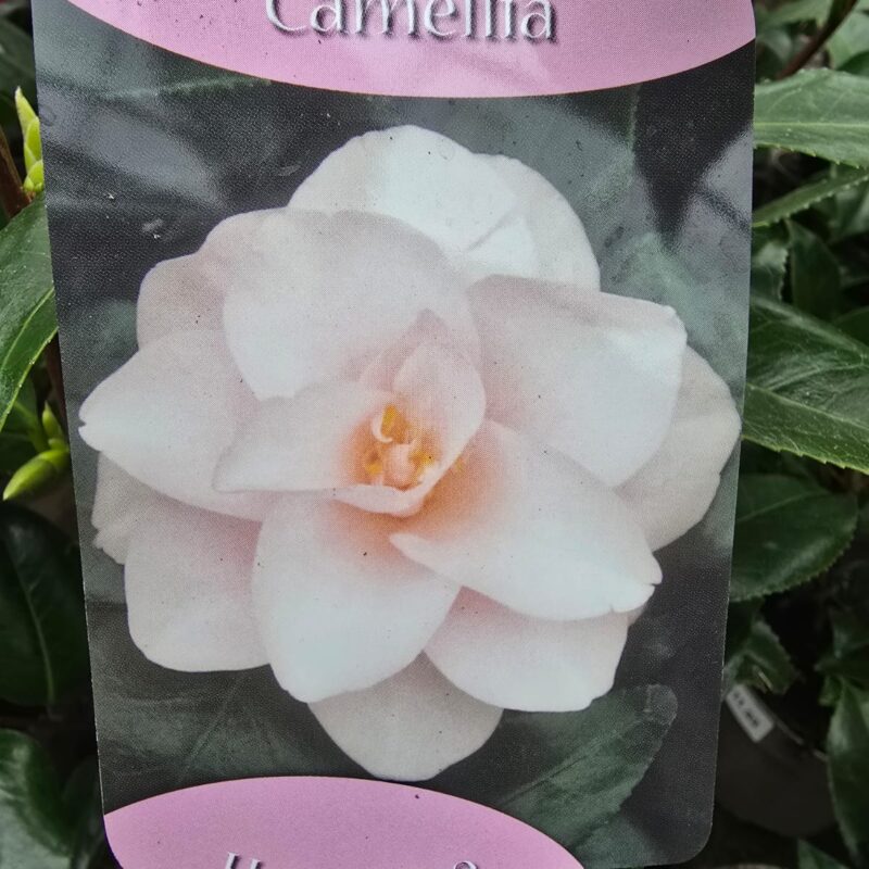 Camellia hagoromo 1ltr