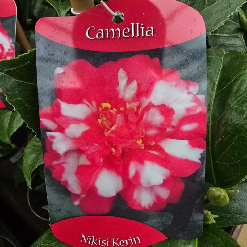 Camellia nikisi kerin 1ltr