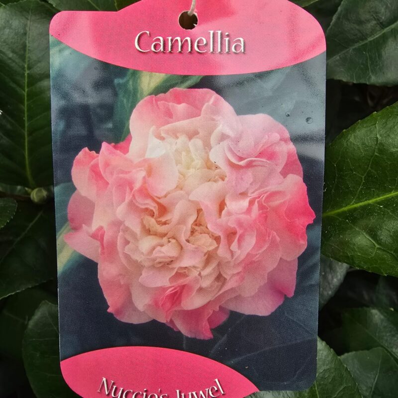 Camellia nuccios juwel 1ltr