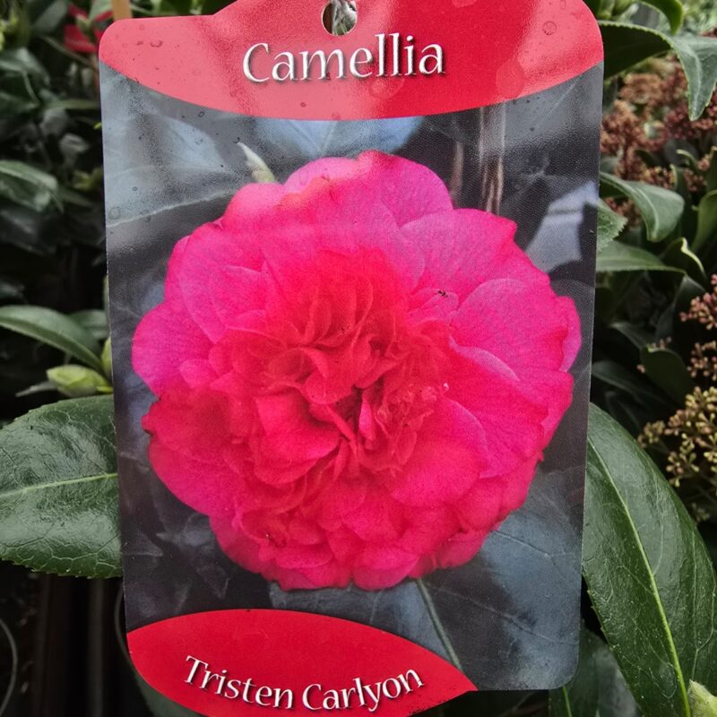Camellia tristen carlyon 1ltr