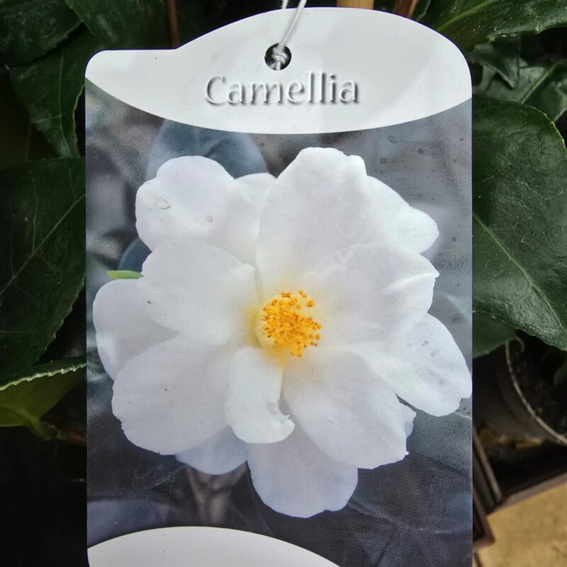 Camellia white zwan 1ltr