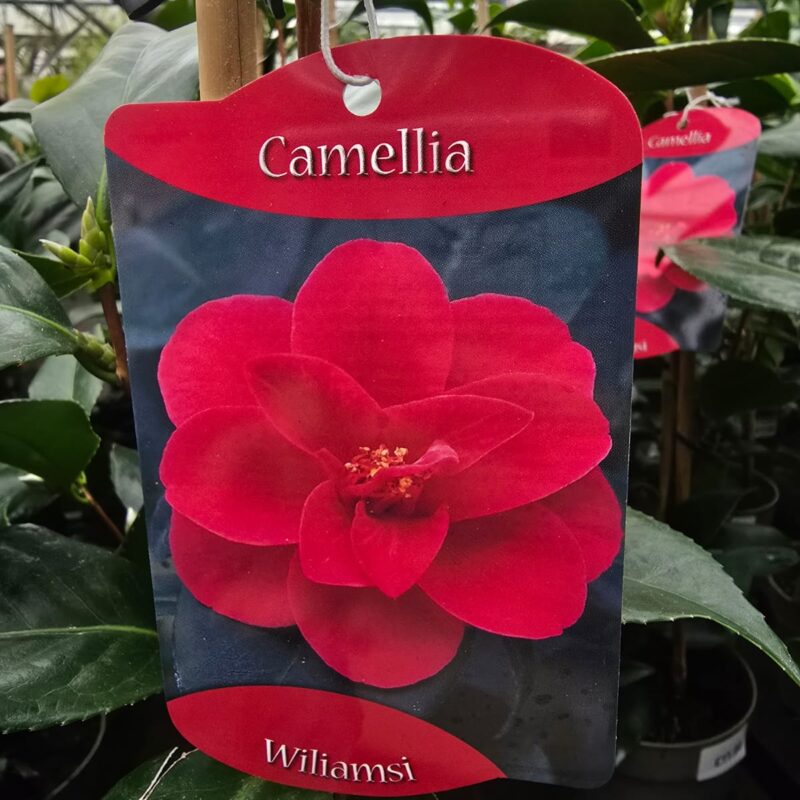 Camellia wiliamsi 1ltr