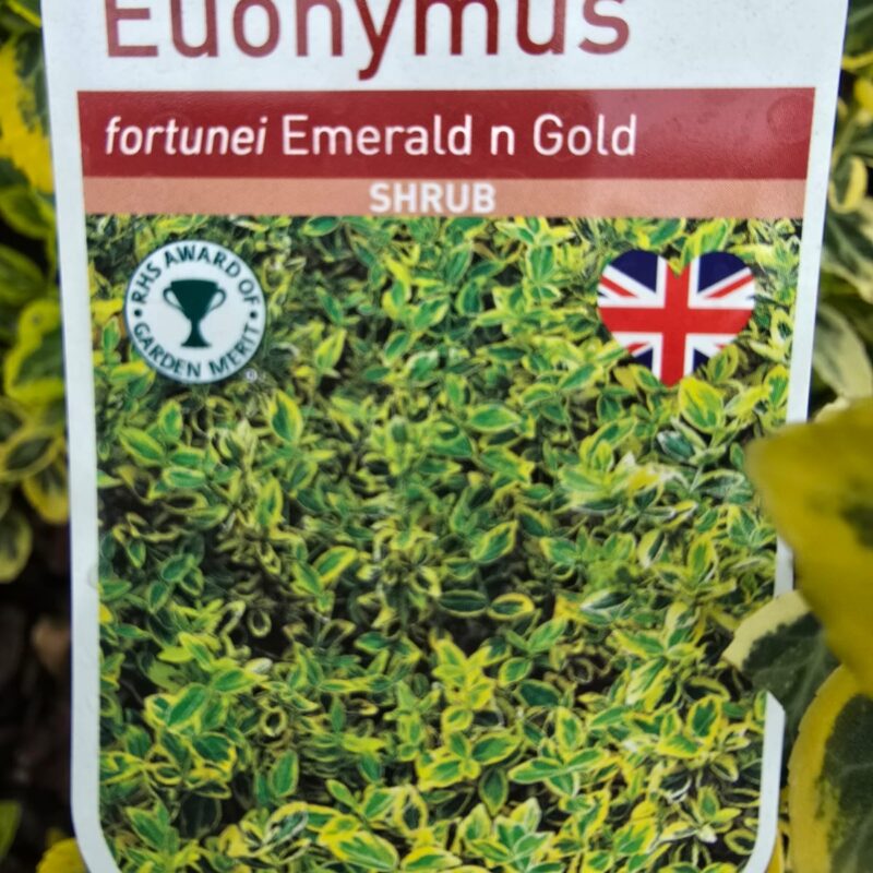 Euonymus emerald and gold 2ltr
