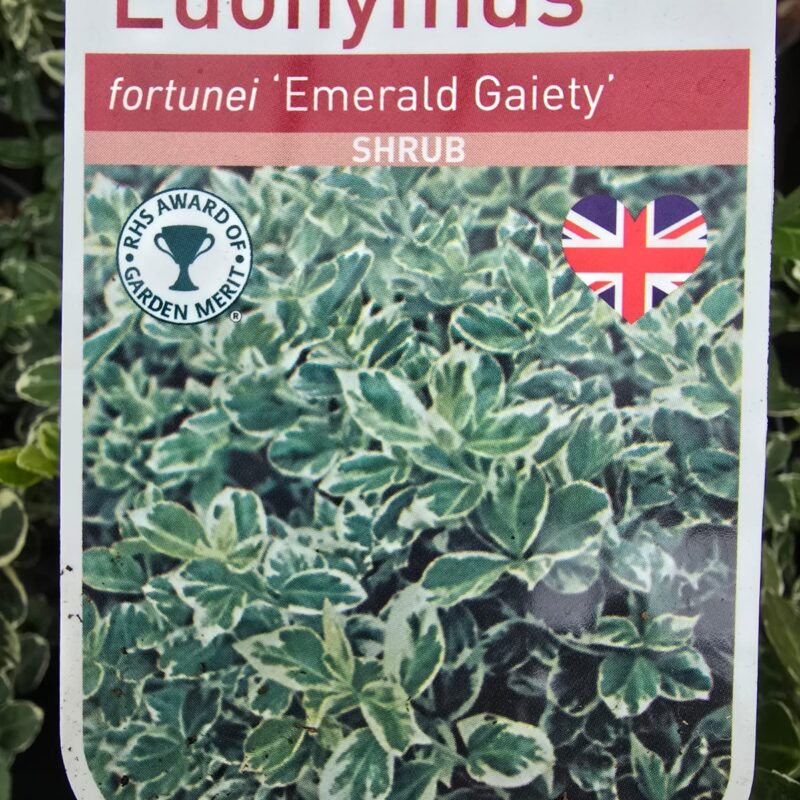 Euonymus emerald gaiety 2ltr