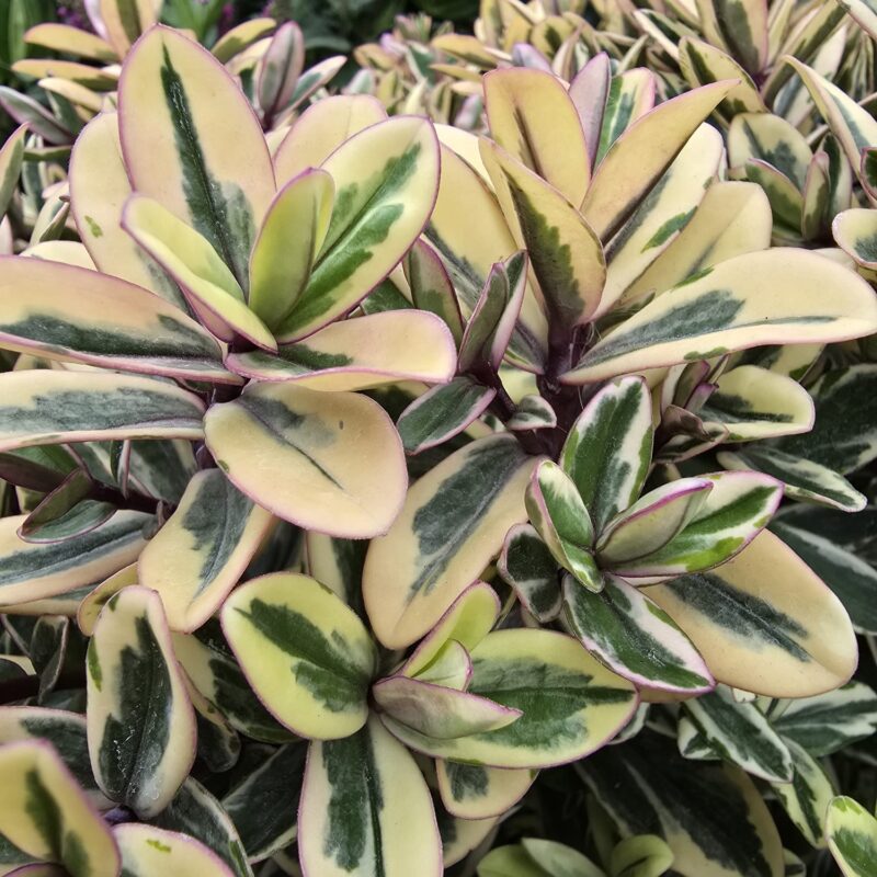 Hebe varigated lilac 5ltr