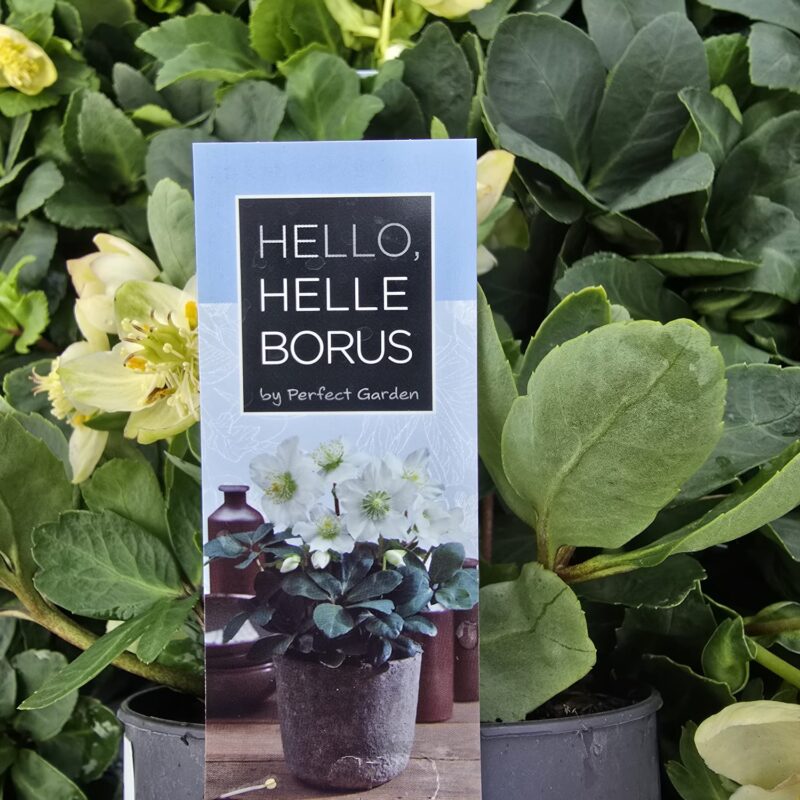 Hellebore Christmas carol 10cm