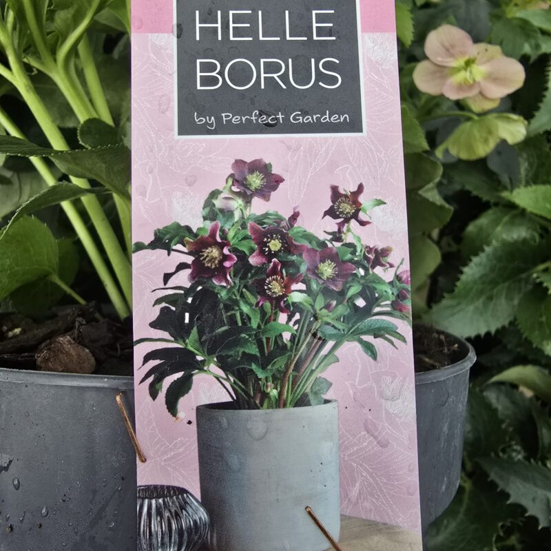 Hellebore hello pink 1ltr