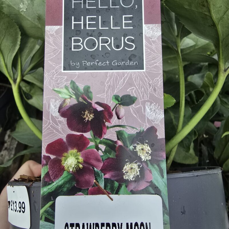 Hellebore strawberry moon 1ltr