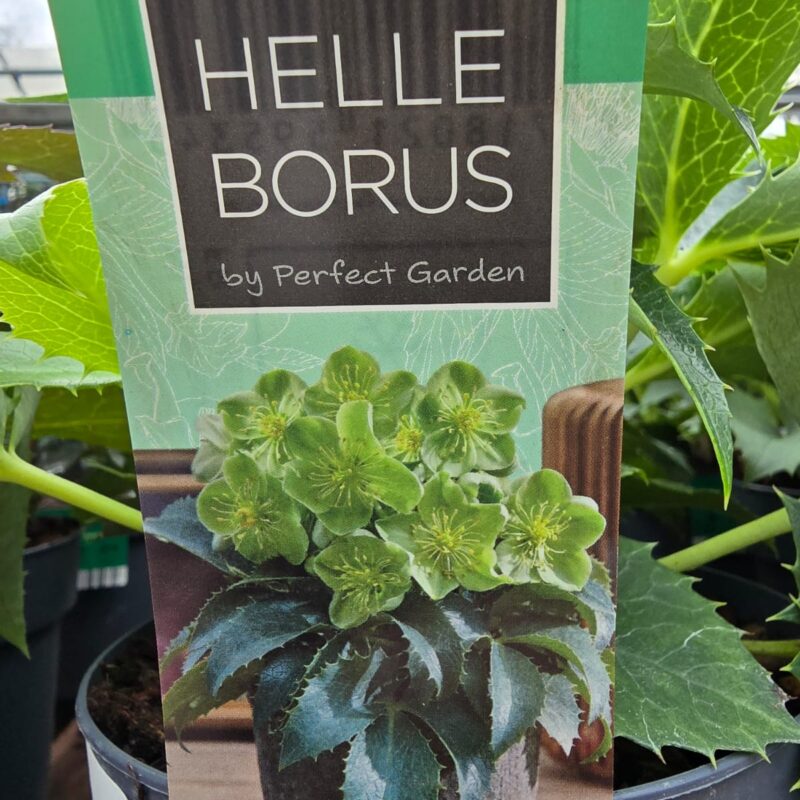 Helleborus argutifolius 1.5ltr