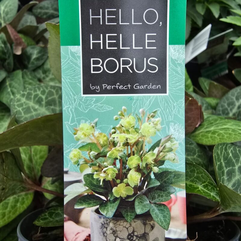 Helleborus purple marble 1.5ltr