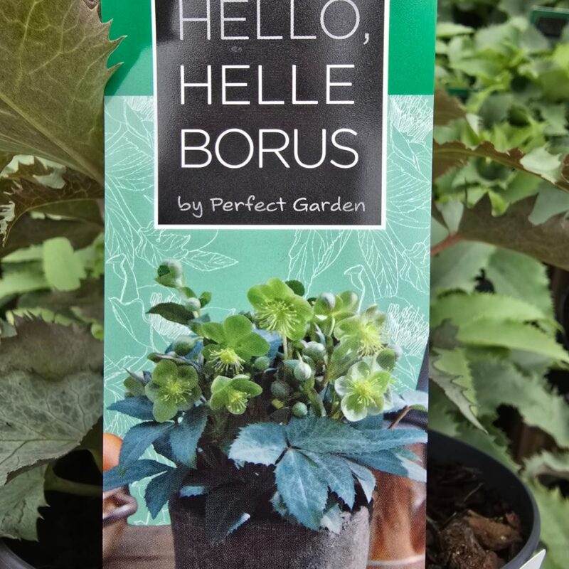 Helleborus silver dollar 1.5ltr