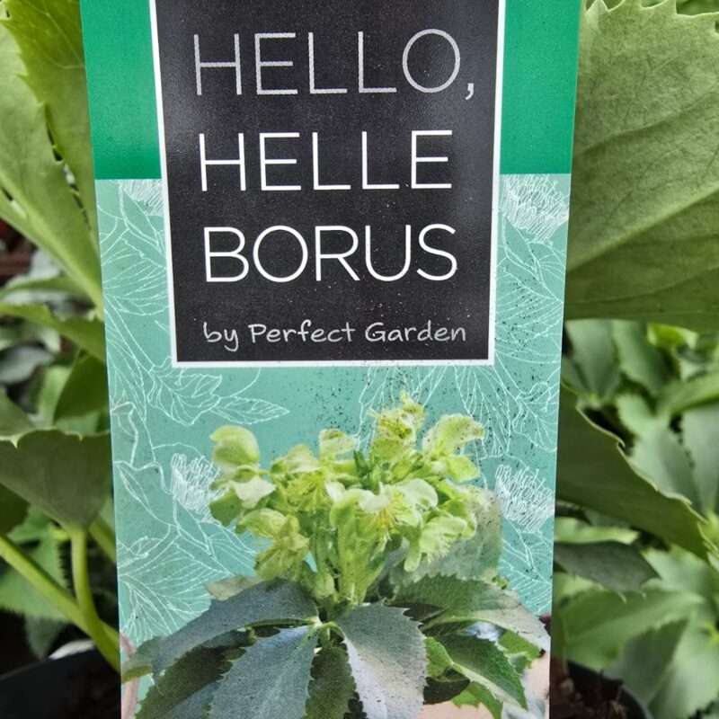 Helleborus silver lace 1.5ltr