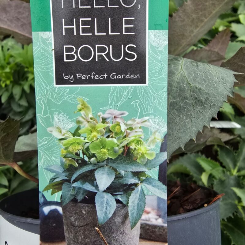 Helleborus silver star 1.5ltr