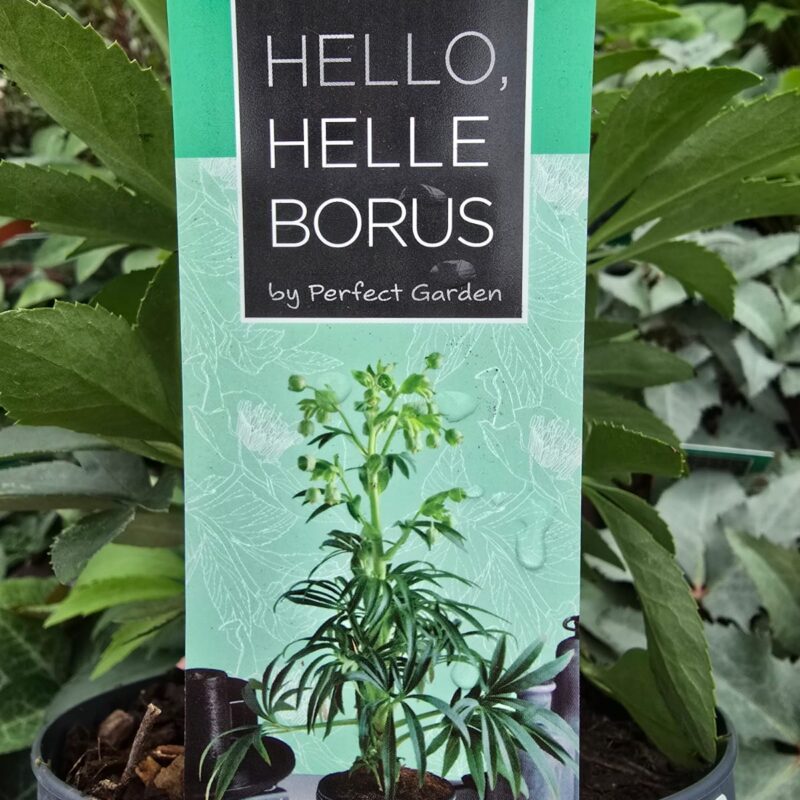 Helleborus western flisk 1.5ltr