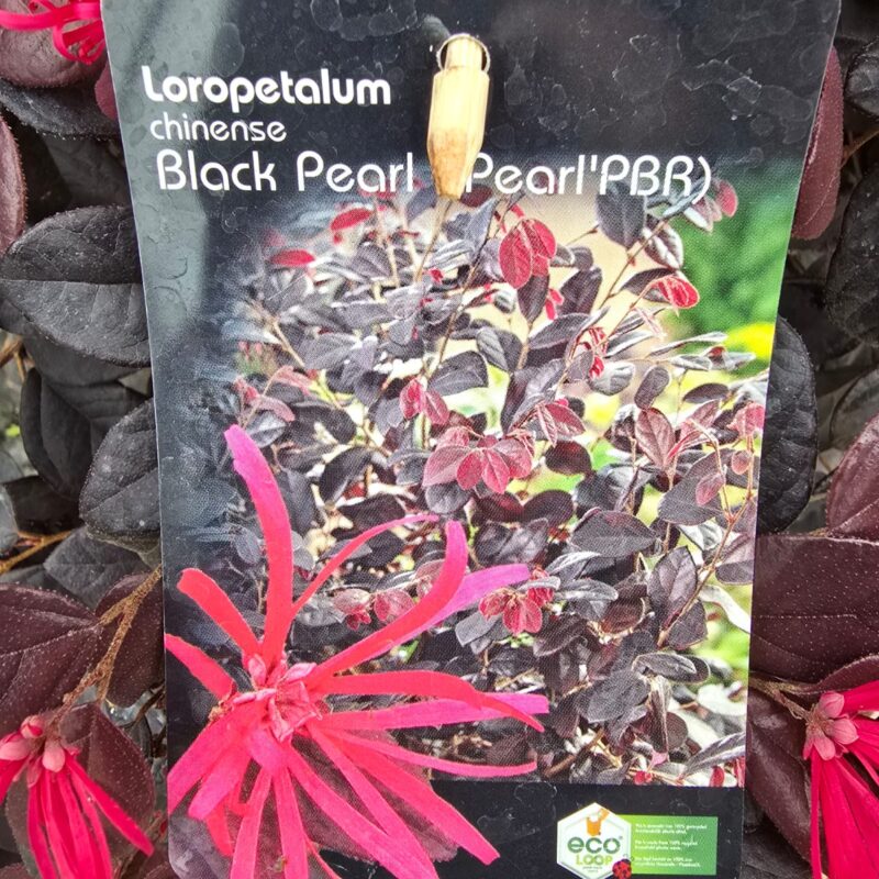 Lorapetalum black pearl 7.5ltr