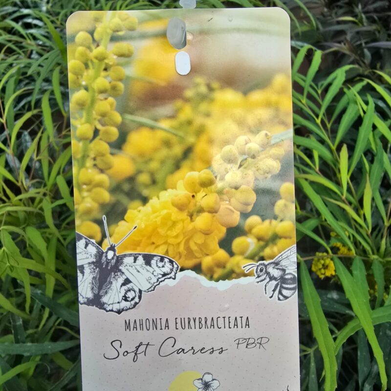 Mahonia soft caress 2ltr
