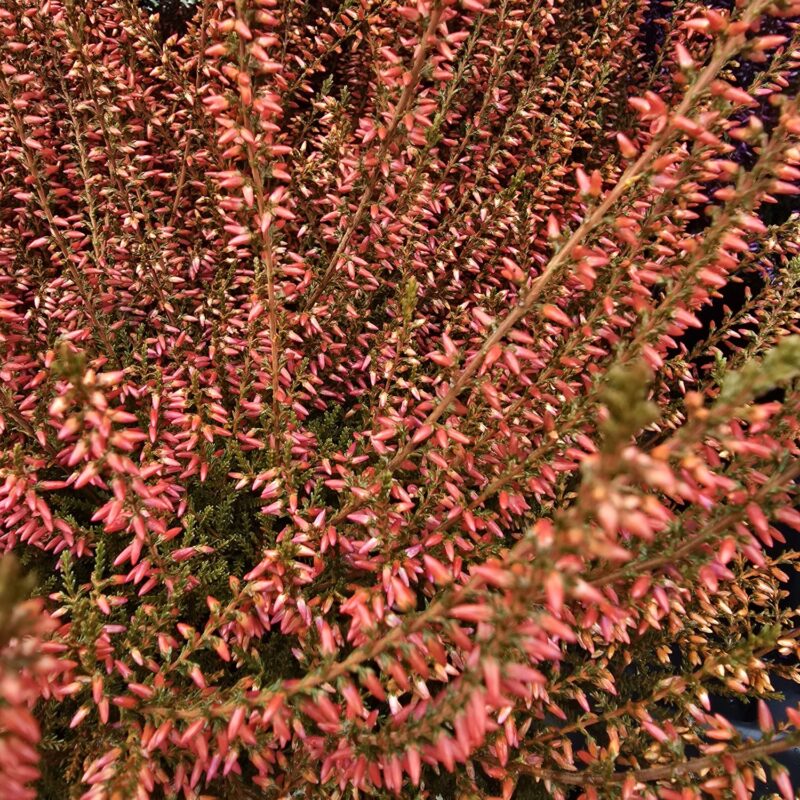 Orange sprayed heather