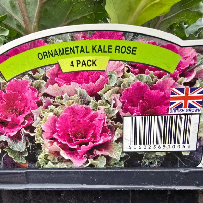 Ornimental kale rose 4 pack