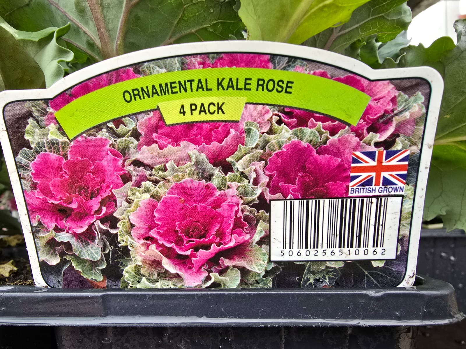 Ornimental kale rose 4 pack - Holland House Garden Centre Preston