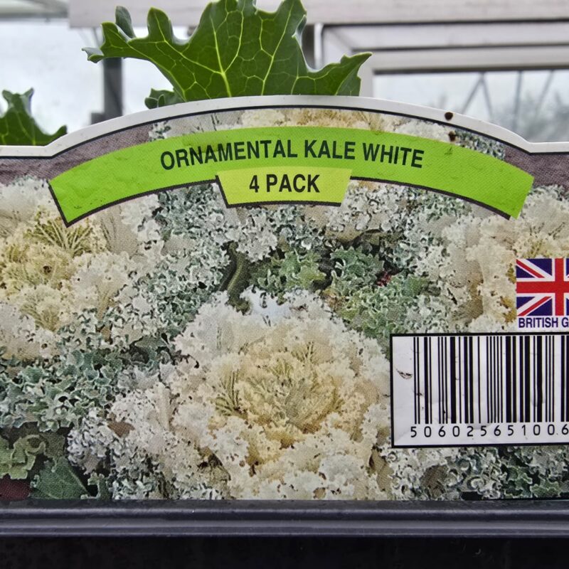 Ornimental kale white 4 pack