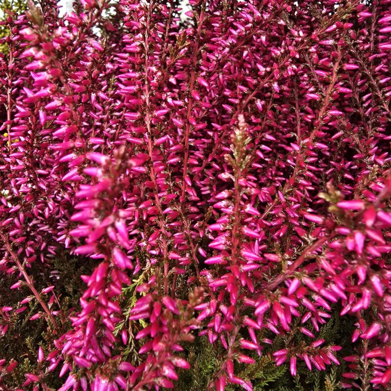 Pink sprayed Heather